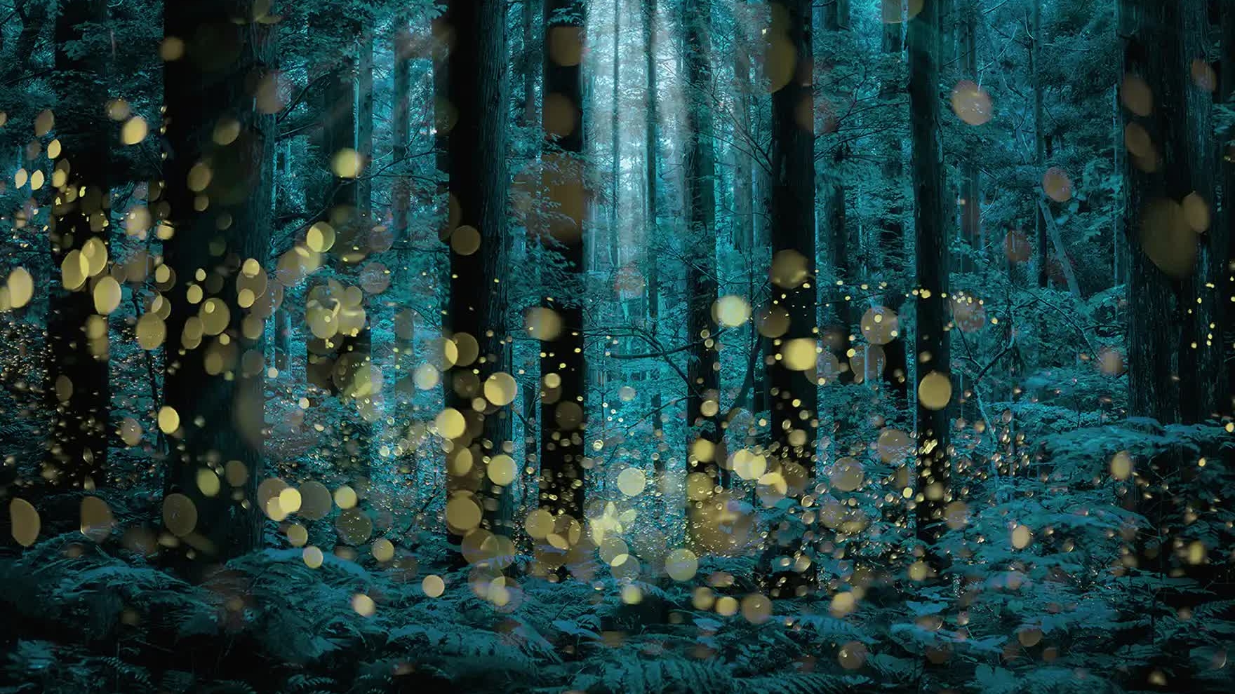 Khung cảnh cổ tích tại khu rừng đom đóm lung linh ở Yamagata, Nhật Bản
