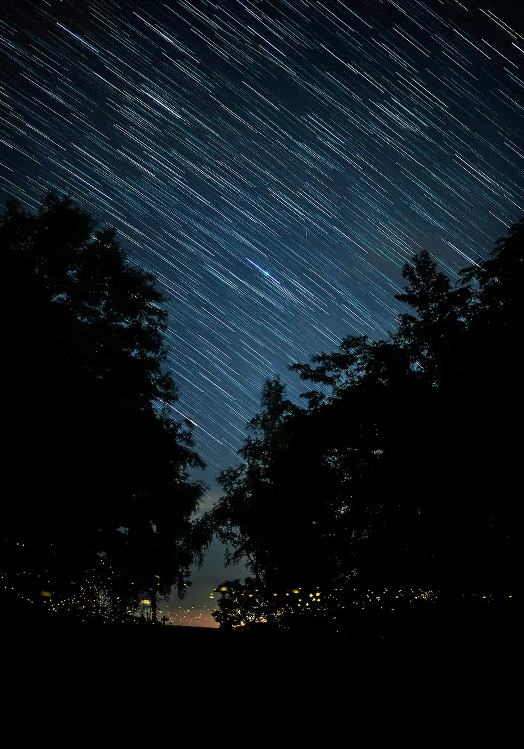 Khung cảnh cổ tích tại khu rừng đom đóm ở Yamagata, Nhật Bản