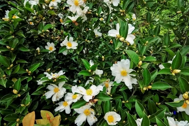 Khám phá Việt Nam: Mê đắm những cung đường Xuân