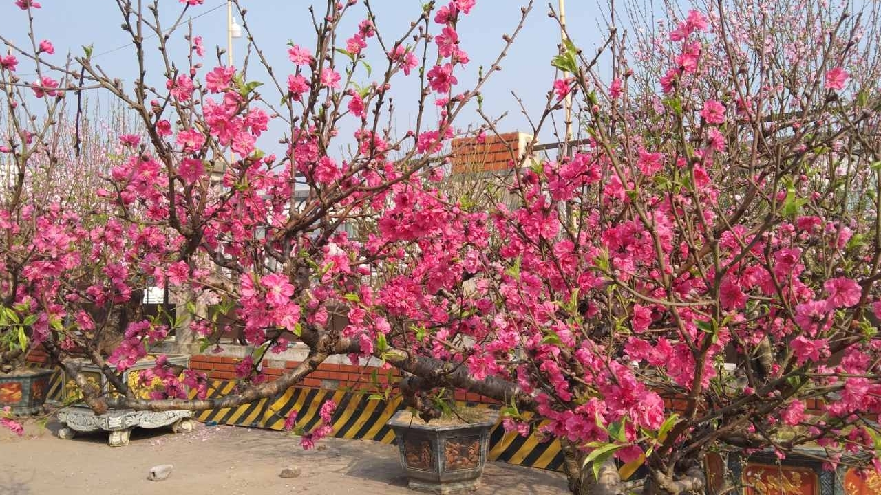 Dự báo thời tiết ngày mùng 1 Tết Nguyên đán 2025 (29/1): Bắc Bộ trời rét, vùng núi rét đậm, rét hại; các khu vực ngày nắng