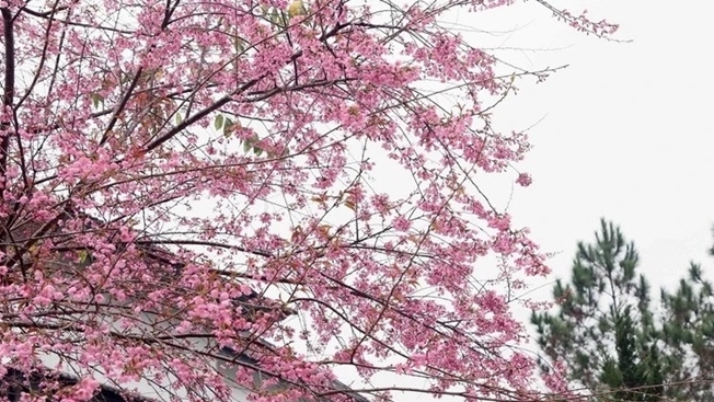 Hoa anh đào khoe sắc Xuân, hút khách du lịch đến cao nguyên Mộc Châu