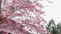 Hoa anh đào khoe sắc Xuân, hút khách du lịch đến cao nguyên Mộc Châu