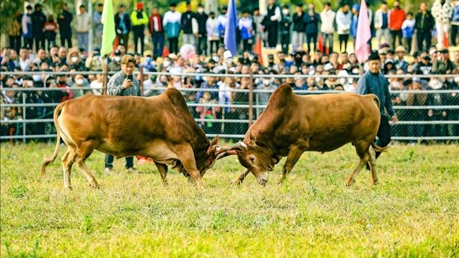 Mãn nhãn Hội thi đấu bò truyền thống ở Điện Biên