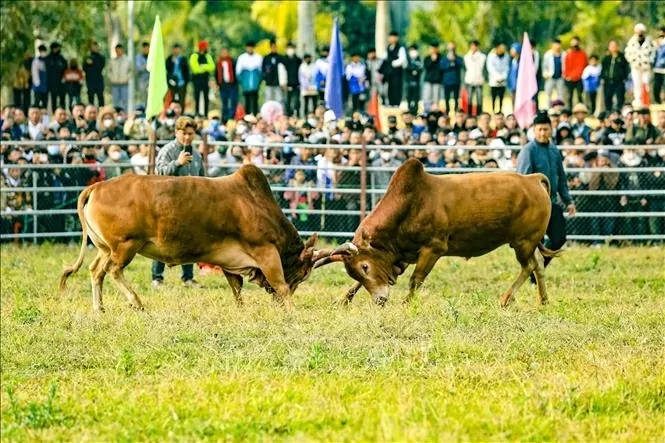 Mãn nhãn Hội thi đấu bò truyền thống ở Điện Biên Mãn nhãn Hội thi đấu bò truyền thống ở Điện Biên