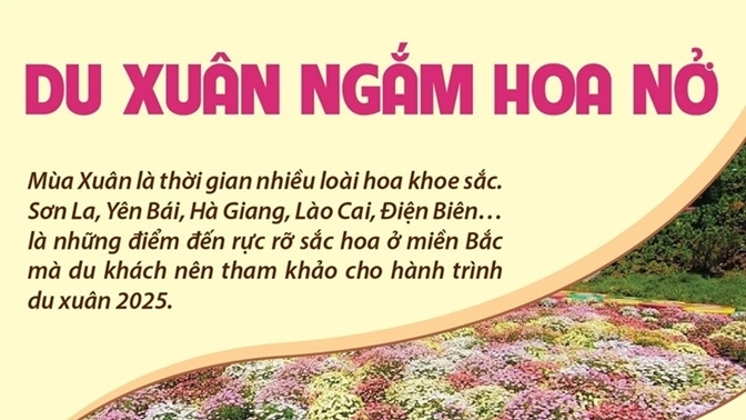 Du Xuân đầu năm 2025: Đến Hà Giang chiêm ngưỡng hoa mận trắng tinh khôi, lên Lai Châu ngắm đỗ quyên nở rộ