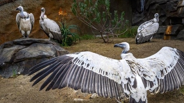 Mỹ: Triển lãm mô phỏng đời sống của kền kền Cape tại vườn thú