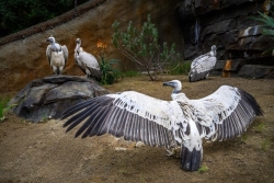 Mỹ: Triển lãm mô phỏng đời sống của kền kền Cape tại vườn thú