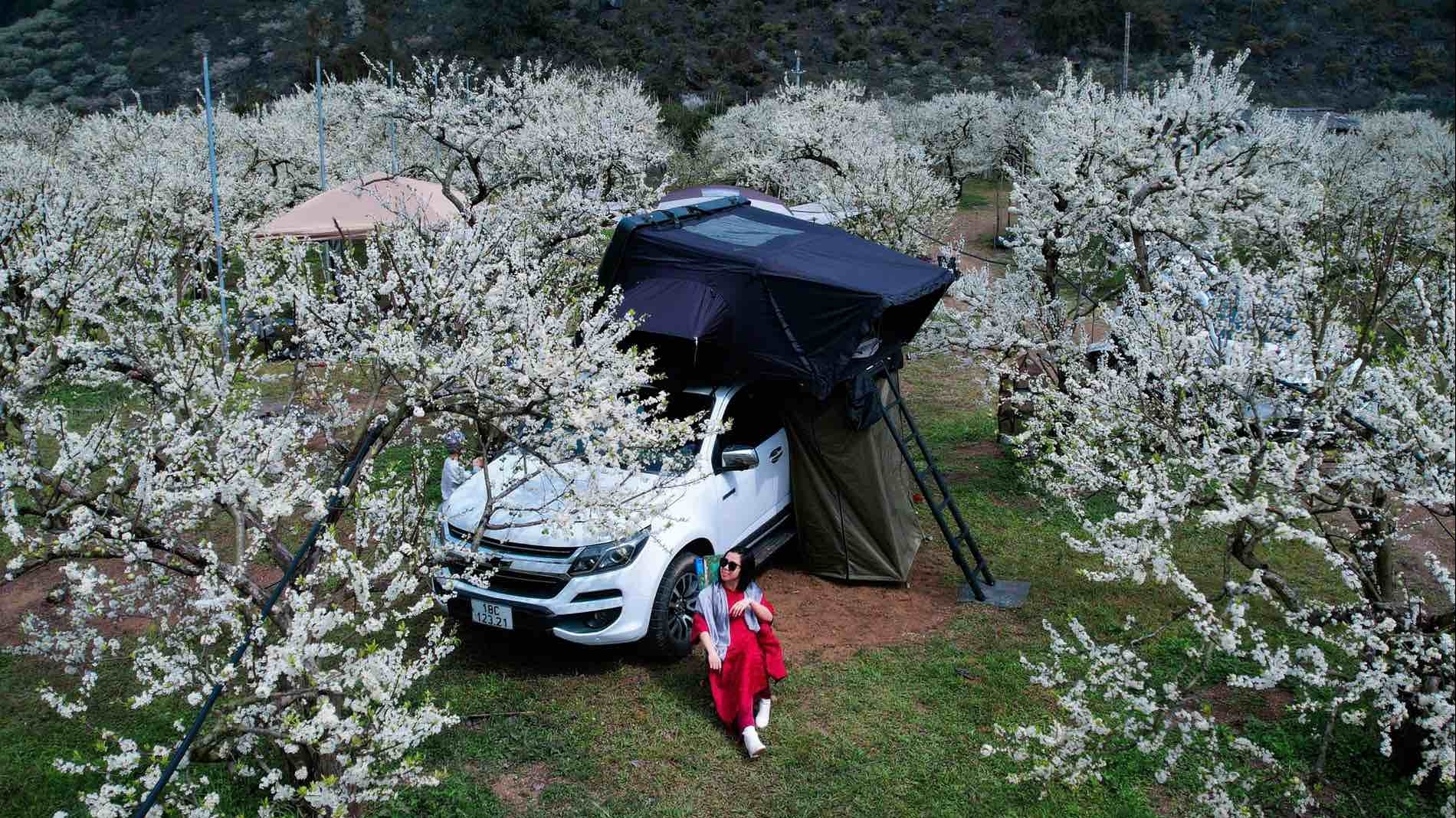 Du khách đến Mộc Châu, cắm trại giữa vườn mận đang bung nở rực rỡ