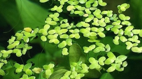 Bèo tấm - Nguồn dinh dưỡng tiềm năng đang chờ trải nghiệm