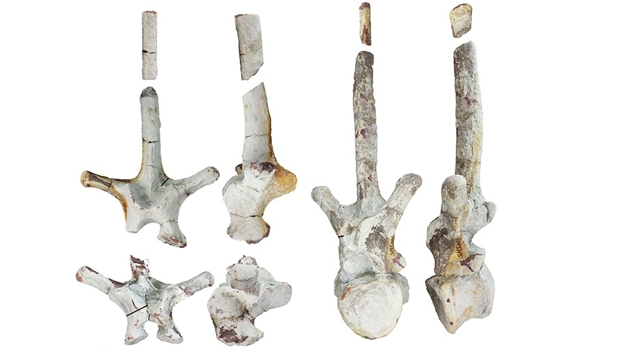 Xác nhận tìm thấy hóa thạch khủng long mỏ vịt tại miền Nam Trung Quốc