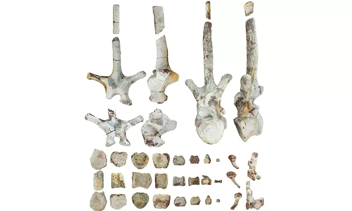 Xác nhận tìm thấy hóa thạch khủng long mỏ vịt tại miền Nam Trung Quốc Xác nhận tìm thấy hóa thạch khủng long mỏ vịt tại miền Nam Trung Quốc