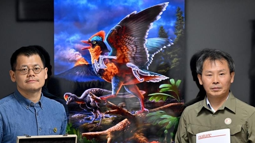 Trung Quốc: Phát hiện hóa thạch kỷ Jura hé lộ nguồn gốc các loài chim trên thế giới