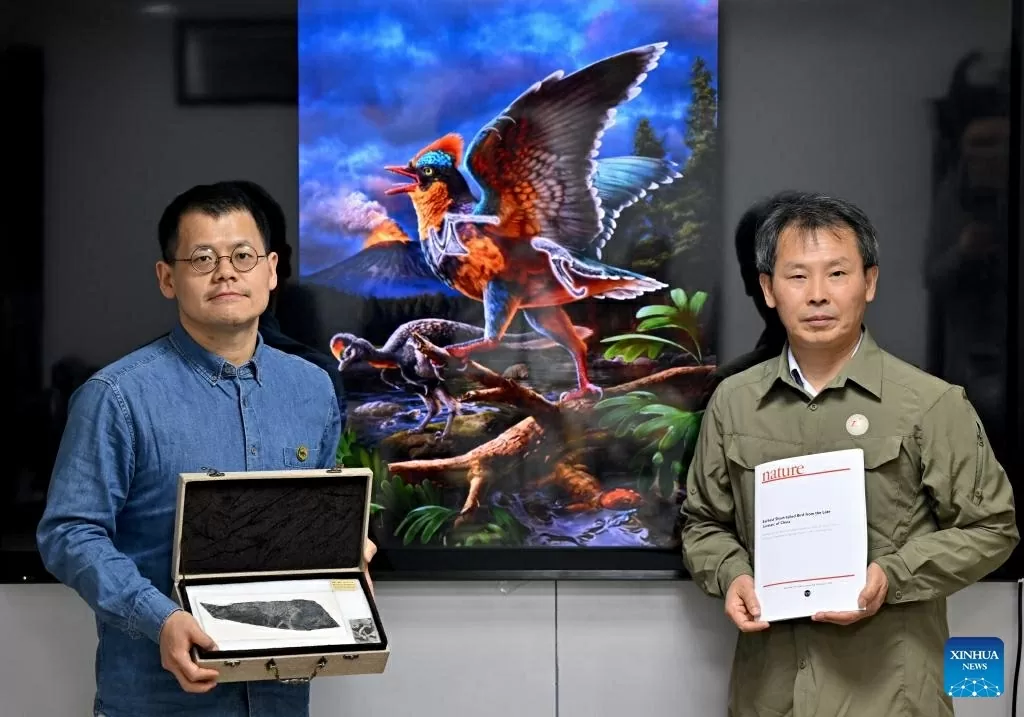 Hé lộ nguồn gốc các loài chim từ phát hiện hóa thạch kỷ Jura tại Trung Quốc Hé lộ nguồn gốc các loài chim từ phát hiện hóa thạch kỷ Jura tại Trung Quốc