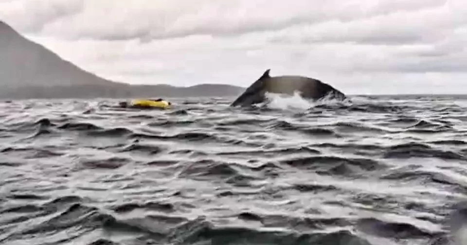 Cá voi lưng gù nuốt chửng rồi nhả ra người đi thuyền kayak ngoài khơi Chile