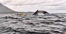 Cá voi lưng gù nuốt rồi nhả ra người chèo thuyền kayak