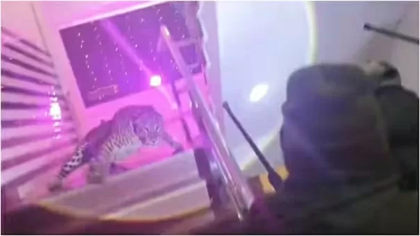 Con báo hoang dã 'đột nhập' trung tâm tiệc cưới Ấn Độ Con báo hoang dã 'đột nhập' trung tâm tiệc cưới Ấn Độ