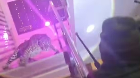 Con báo hung dữ bất ngờ xông vào trung tâm tiệc cưới Ấn Độ