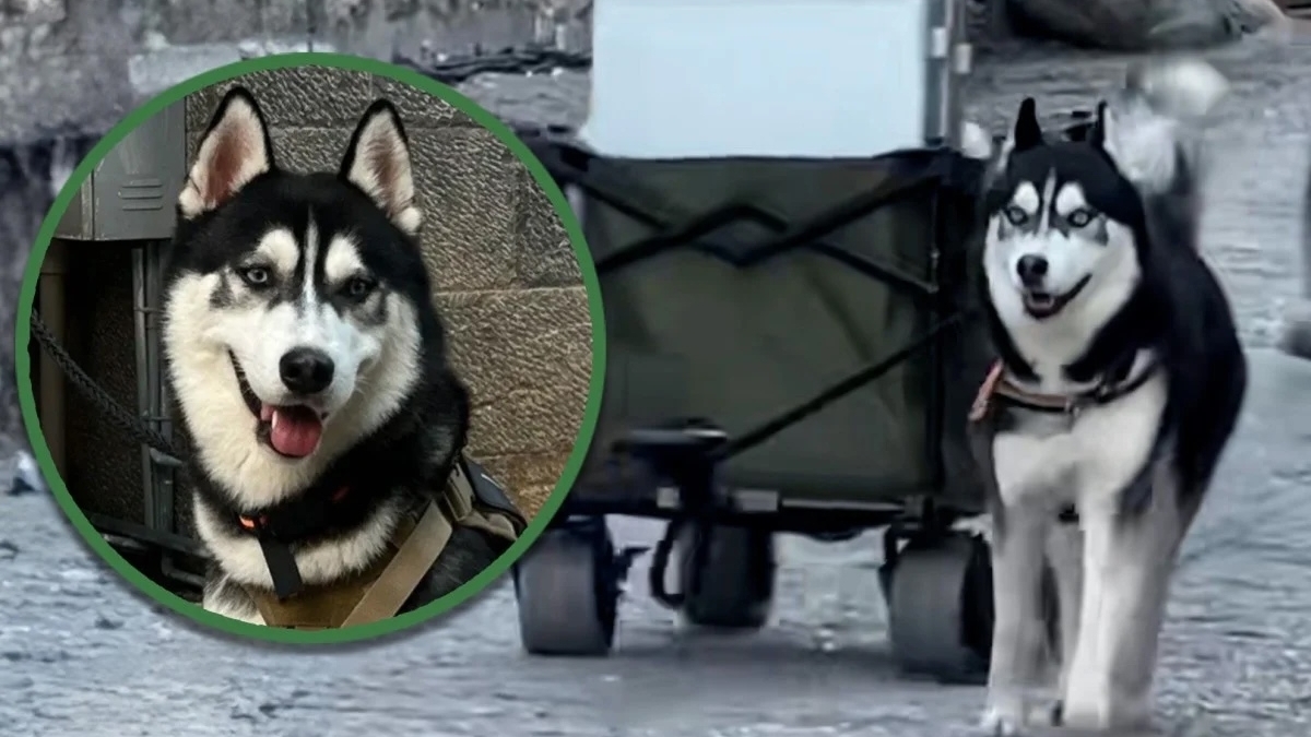 Trung Quốc: Trở thành shipper, chú chó Husky vụt sáng thành ngôi sao nổi khắp cõi mạng