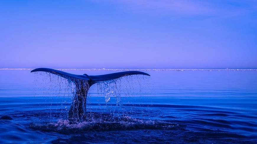 Xác nhận sự kiện chưa từng có - cá voi lưng gù bơi khỏe mạnh tại vùng biển của Bỉ