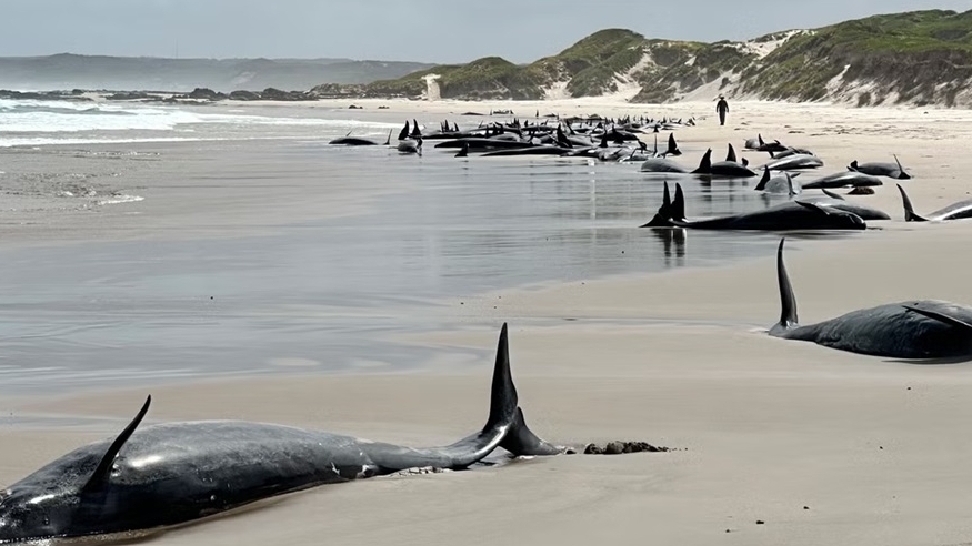 Đàn cá heo 157 con mắc cạn trên bãi biển xa xôi của Australia