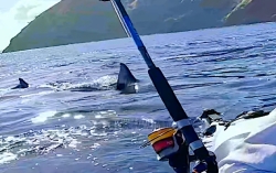 Chàng trai trở về an toàn sau khi đối diện với cá mập trắng khổng lồ