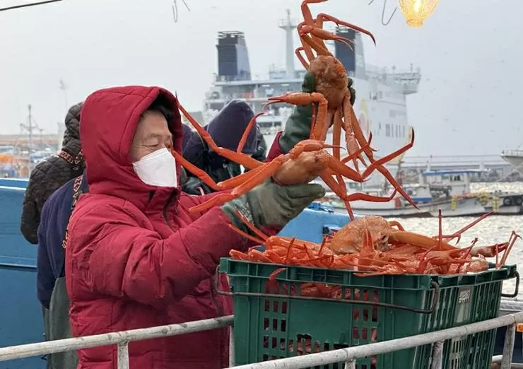 Một người bắt cua đang cho cua tuyết vào thùng nhựa để bán đấu giá tại Cảng Hupo Một người bắt cua đang cho cua tuyết vào thùng nhựa để bán đấu giá tại Cảng Hupo