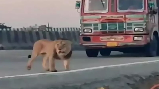 Sư tử hoang dã bất ngờ xuất hiện trên đường cao tốc Ấn Độ