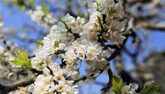 Mùa hoa mận Mộc Châu hút khách du lịch Mùa hoa mận Mộc Châu hút khách du lịch