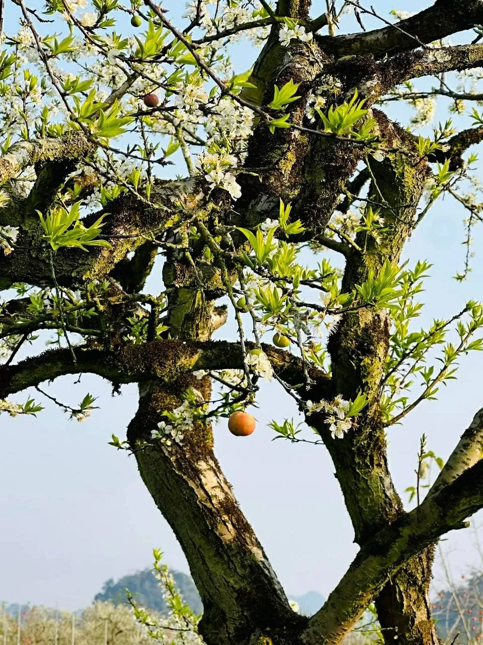 Mùa hoa mận Mộc Châu hút khách du lịch Mùa hoa mận Mộc Châu hút khách du lịch