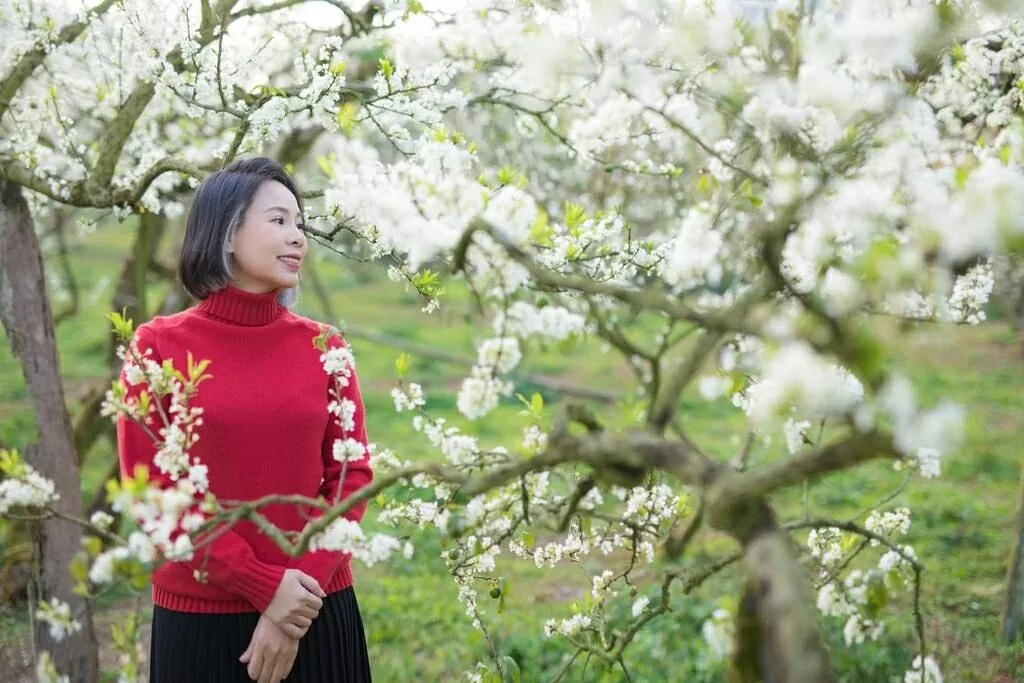 Mùa hoa mận Mộc Châu hút khách du lịch Mùa hoa mận Mộc Châu hút khách du lịch