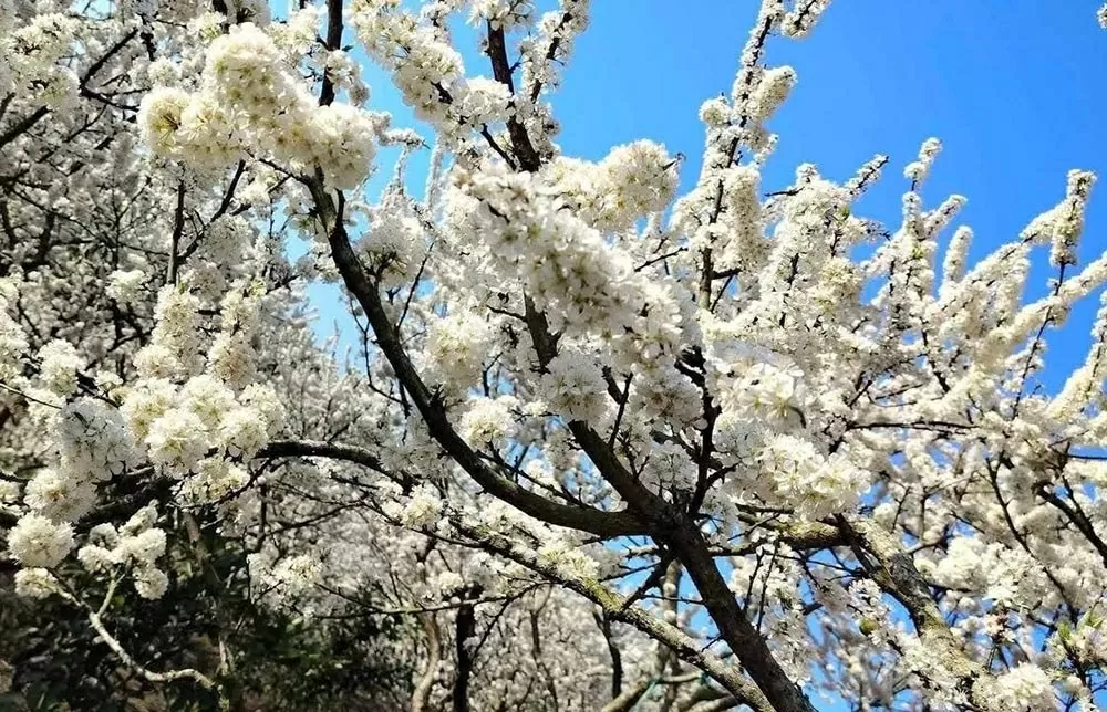 Mùa hoa mận Mộc Châu hút khách du lịch Mùa hoa mận Mộc Châu hút khách du lịch