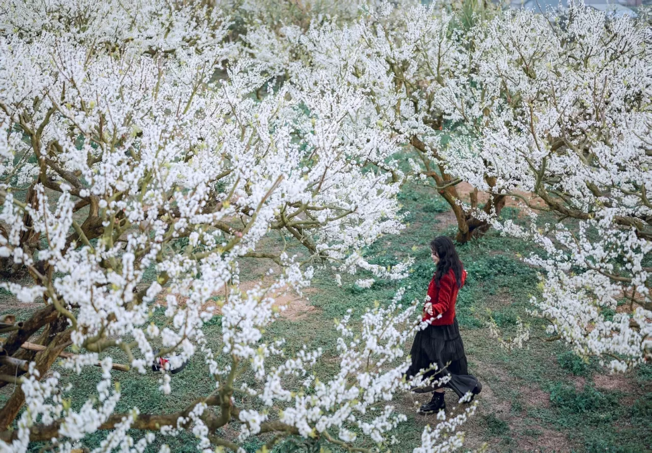 Mùa hoa mận Mộc Châu hút khách du lịch Mùa hoa mận Mộc Châu hút khách du lịch