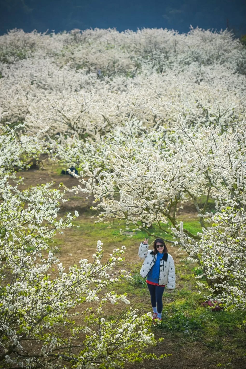 Mùa hoa mận Mộc Châu hút khách du lịch Mùa hoa mận Mộc Châu hút khách du lịch