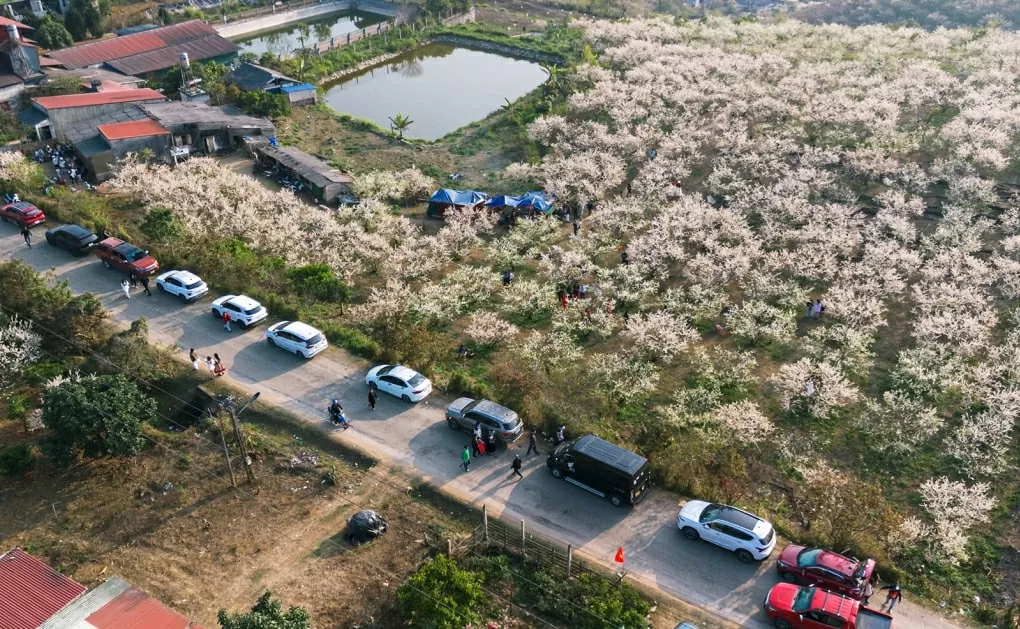Mùa hoa mận Mộc Châu hút khách du lịch Mùa hoa mận Mộc Châu hút khách du lịch