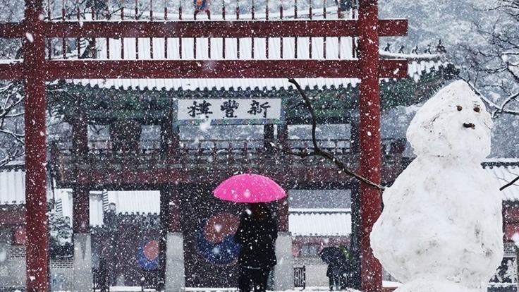 Hàn Quốc: Thời tiết lạnh, nhiều loài hoa mùa Xuân 2025 nở muộn