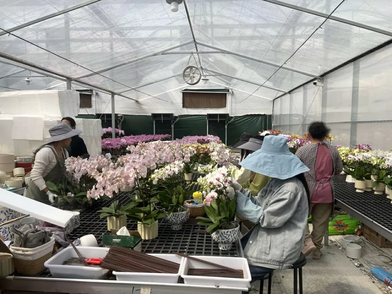 Lễ hội hoa lan hồ điệp quốc tế 2025 tại thành phố Phật Sơn, tỉnh Quảng Đông Lễ hội hoa lan hồ điệp quốc tế 2025 tại thành phố Phật Sơn, tỉnh Quảng Đông