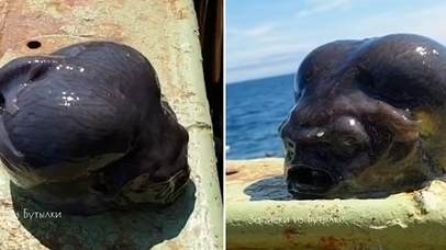 Hình ảnh sinh vật biển kỳ lạ gây xôn xao mạng xã hội Nga