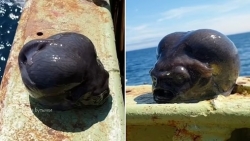 Hình ảnh sinh vật biển kỳ lạ gây xôn xao mạng xã hội Nga