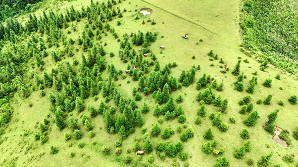 Thảo nguyên Cốc Sâm, huyện Bắc Hà yên bình và thơ mông. (Nguồn: PLO)