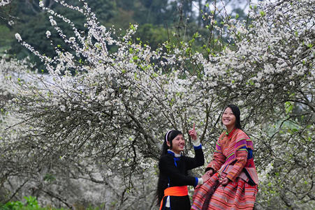 Phấn đấu đến năm 2050, Bắc Hà đón gần 5 triệu lượt khách và tổng thu từ khách du lịch đạt trên 15.000 tỷ đồng. (Nguồn: bachatourism.com)