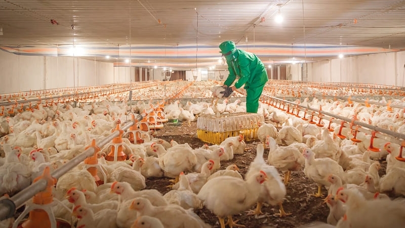 Tây Ninh thu hút thành công những 'cánh chim đầu đàn', phát triển nông nghiệp hiện đại, bền vững