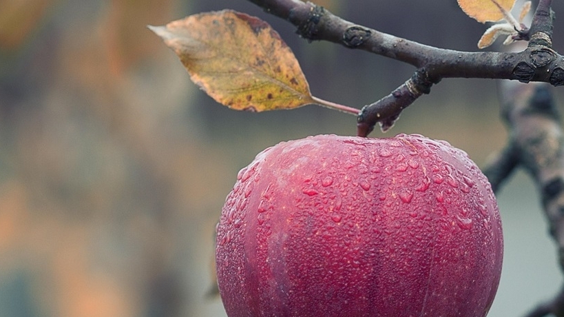 Những trái cây có lợi cho hệ tiêu hóa, giảm nguy cơ ung thư đại trực tràng