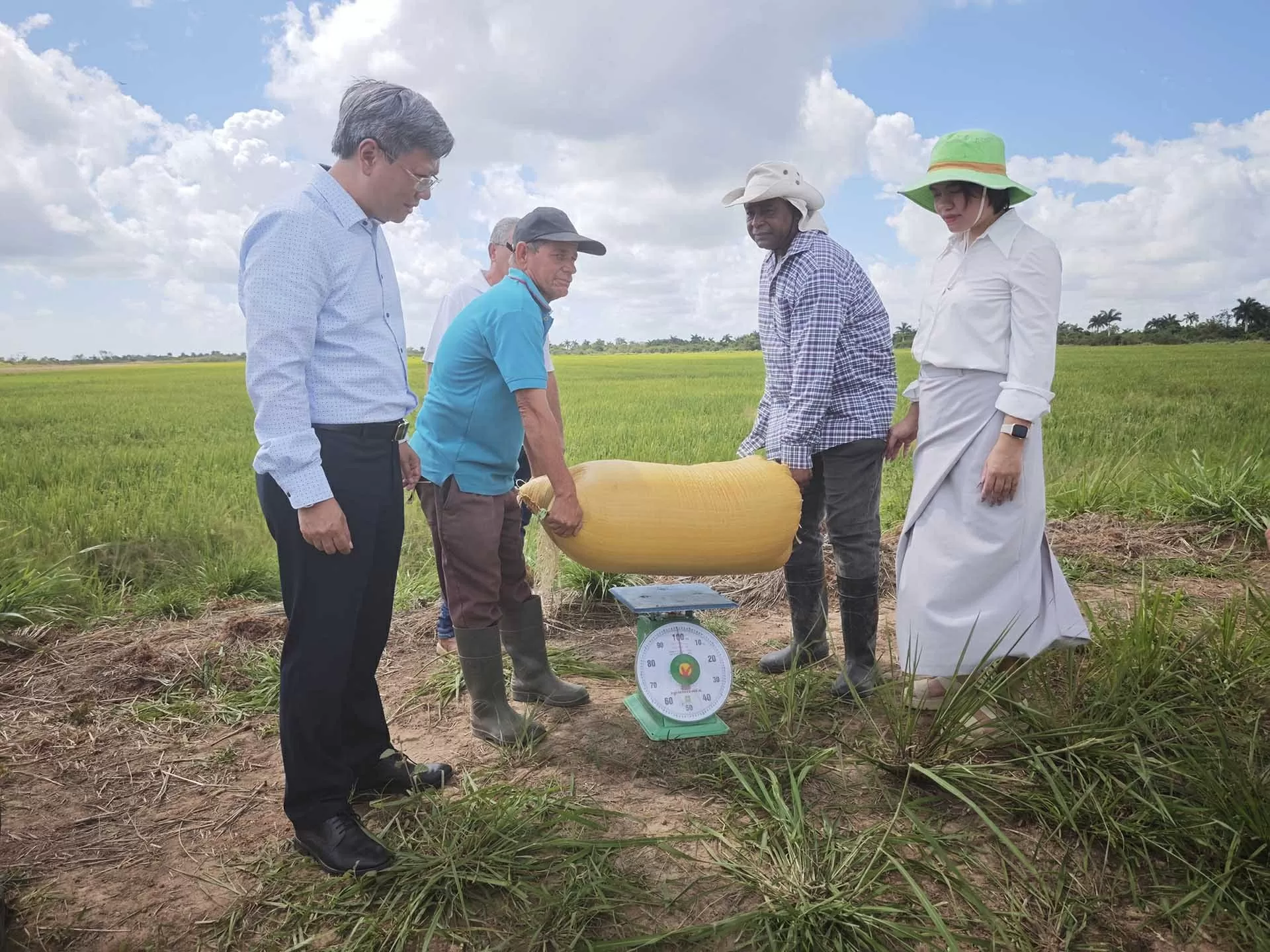 Tiếp tục nghiên cứu, mở rộng dự án đầu tư sản xuất lúa gạo tại Cuba Tiếp tục nghiên cứu, mở rộng dự án đầu tư sản xuất lúa gạo tại Cuba