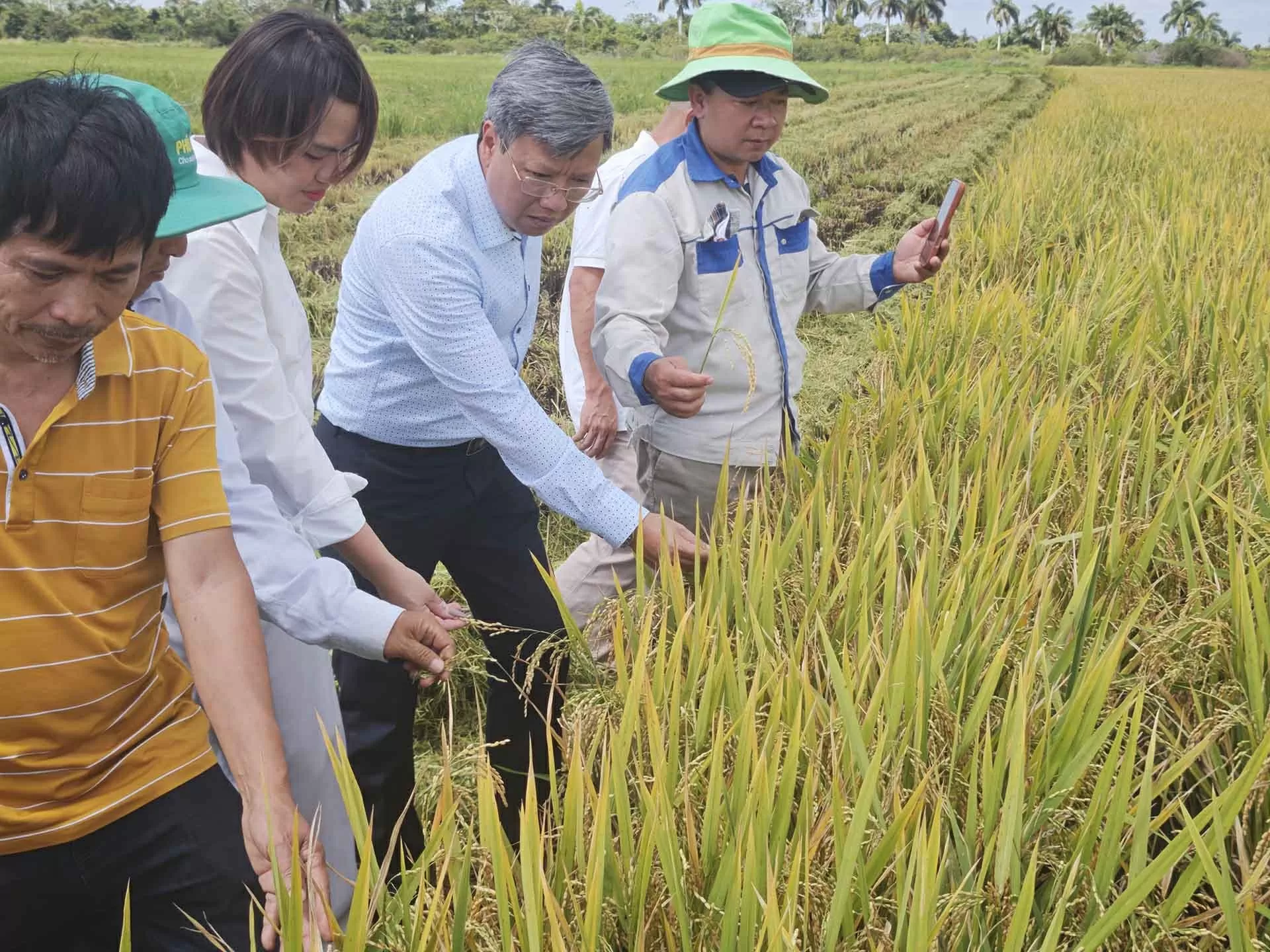 Tiếp tục nghiên cứu, mở rộng dự án đầu tư sản xuất lúa gạo tại Cuba Tiếp tục nghiên cứu, mở rộng dự án đầu tư sản xuất lúa gạo tại Cuba