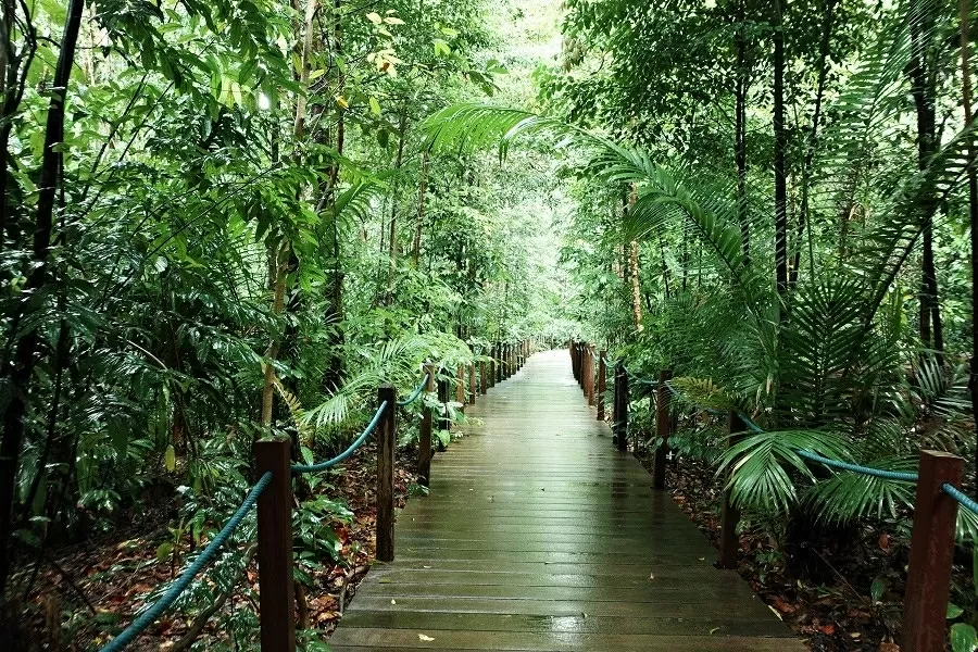 Vườn bách thảo Singapore: Lá phổi xanh của hơn 100 năm tuổi của đảo quốc sư tử