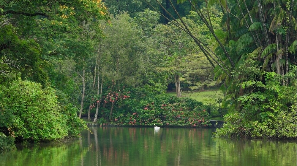 Vườn thực vật Singapore: 'Lá phổi xanh' hơn 100 năm tuổi của đảo quốc sư tử