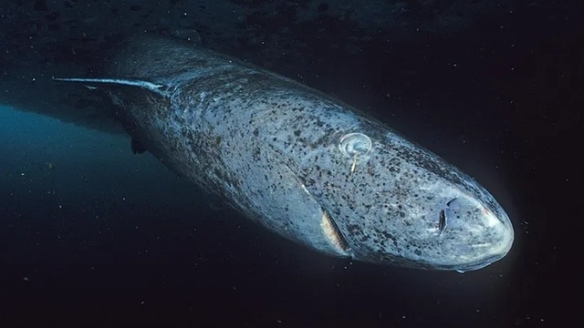 Những phát hiện về cơ chế di truyền giúp cá mập Greenland sống lâu và kháng bệnh