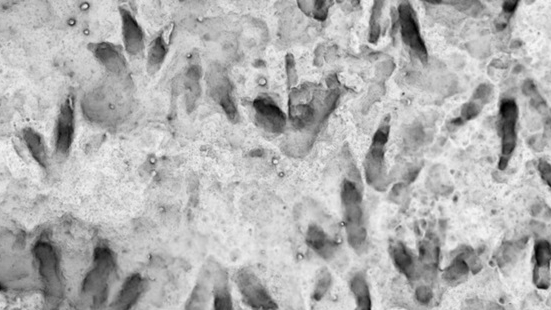 Những dấu chân khủng long hóa thạch trên đá niên đại 200 triệu năm tại Australia