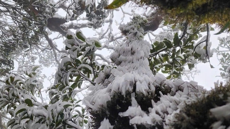 Hình ảnh thiên nhiên kỳ thú băng tuyết bất ngờ phủ trắng đỉnh Tà Xùa, Yên Bái