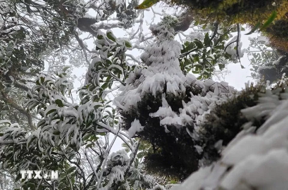 Hình ảnh băng tuyết bất ngờ phủ trắng đỉnh Tà Xùa, Yên Bái